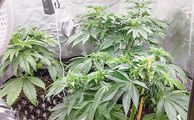 Lemon Tree: проблемы на седьмой неделе Сломанная ветка: неприятность на пути Lemon Tree