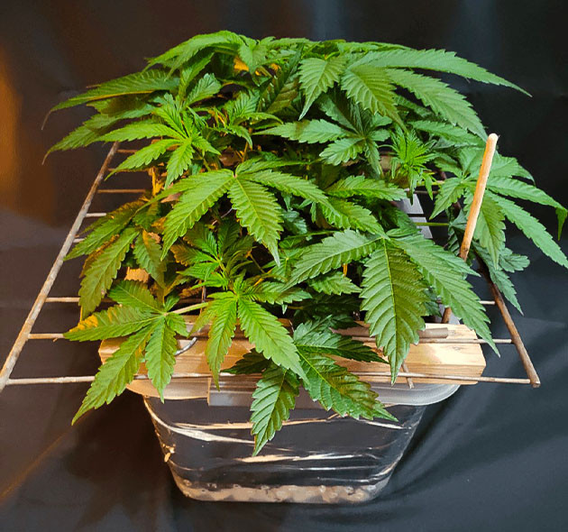 Дефицит фосфора при выращивании Glue Sherbert Нехватка фосфора у куста Glue Sherbert