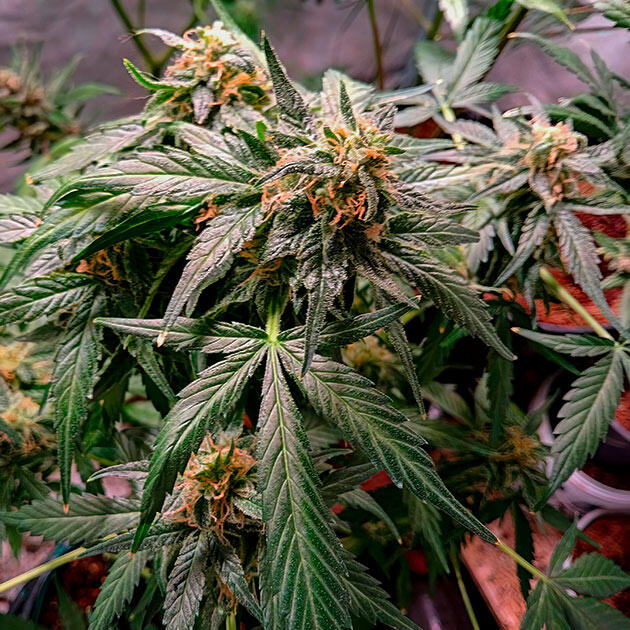 Куст Grandmommy Purple Auto на 6 неделе выращивания