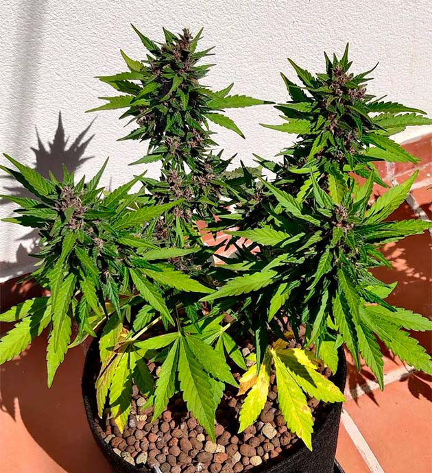 Появление фиолетового оттенка Куст конопли с фиолетовыми соцветиями