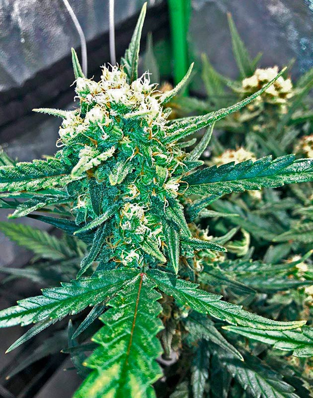 Подготовка к харвесту Заключительный этап цветения конопли