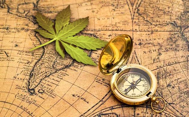 Сатива: доминирование в тропиках Длительное созревание сативы в природе