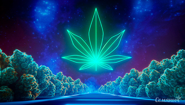 Новые горизонты в селекции конопли Триплоидные сорта: будущее каннабиса