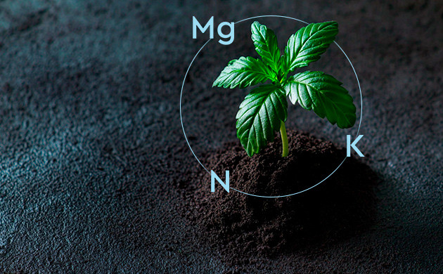 Усвоение питательных веществ Диоксид кремния играет важную роль в усвоении азота, калия и магния