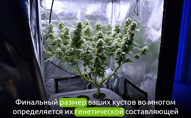 Генетический фактор в культивации Выбор сорта для индорного грова