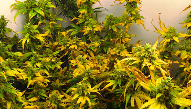 Причины и признаки светового ожога Желтые листья