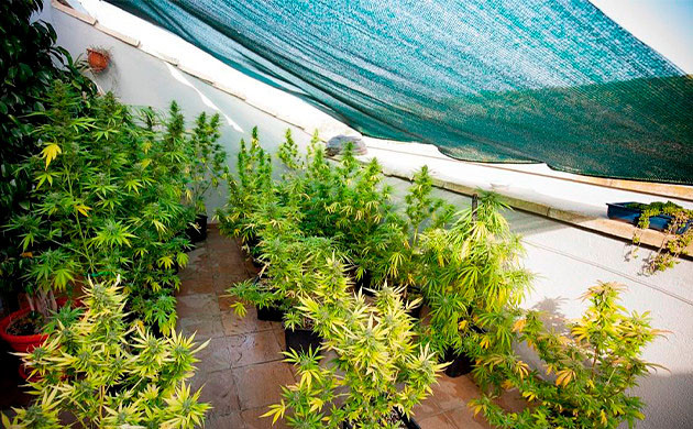 Уменьшение светового дня для стимуляции цветения в ауте Стимулирование цветения затемнением