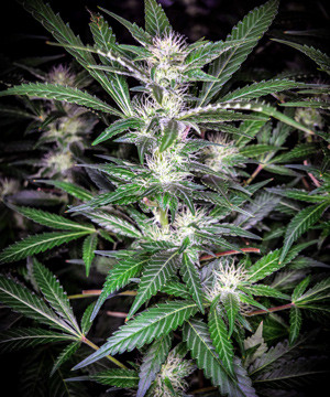 Шишки на 12 неделе выращивания Соцветие Tutankhamon на 4 неделе цветения