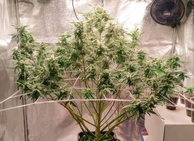 Процесс наливания шишек смолой Куст Auto Orange Bud на 11 неделе выращивания