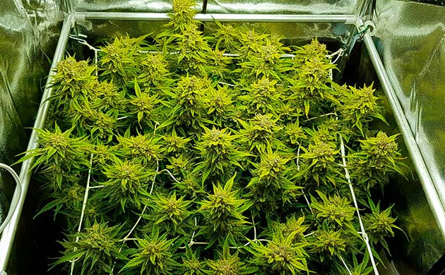 Проблемы в избытке освещения Куст конопли с большими шишками