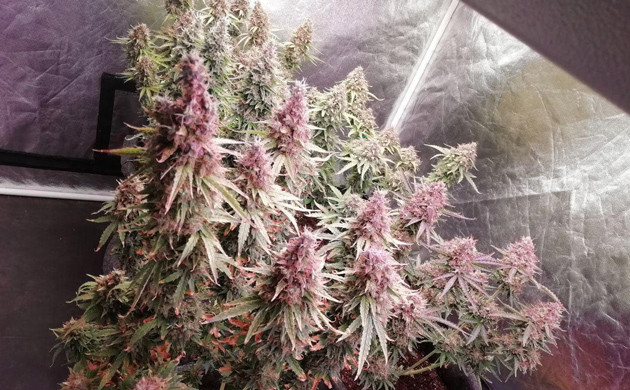 Набор массы шишек Соцветия сорта Dos-Vi-Dos Auto