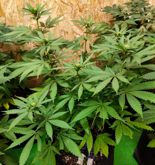 Появление фруктового аромата в боксе 70 см роста у растений на 10 неделе