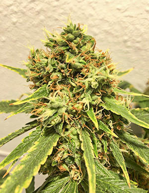 Появление янтарных трихом Коричневые волоски на соцветиях