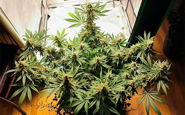 Сбор урожая с кустов Sugar Bomb Punch Сбор урожая Sugar Bomb Punch