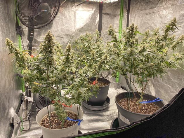 Начало промывки растений Blueberry Muffin: подготовка к сбору