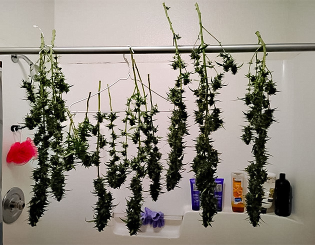 Общие впечатления о грове сорта Godfather OG Auto Конопля на сушке