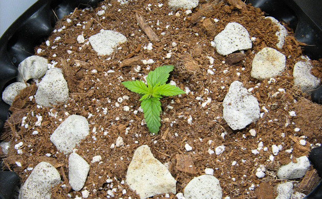 Росток в воздушном горшке Новые пары листьев