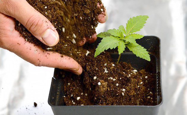 Подготовка качественного грунта Высаживание конопли в хорошую почву