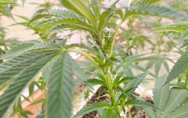 Признаки скорого цветения каннабиса Марихуана на 18 неделе роста