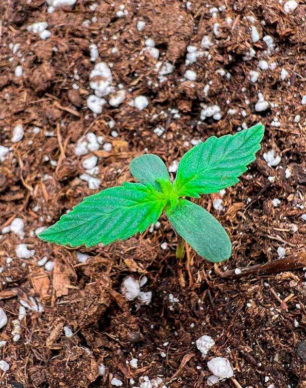 Водный стресс у каннабиса и медленный рост Росток Whiskey Zulu Auto от 7CH American на 1 неделе