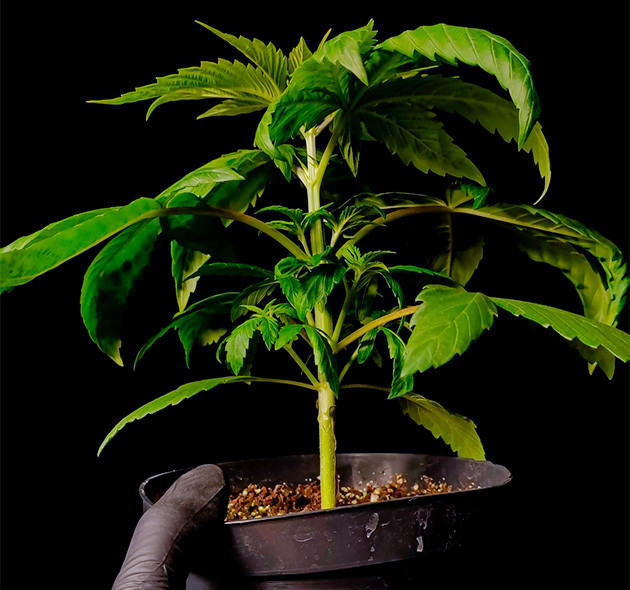 выращивание сорта конопли Sweet Cherry Pie Стимуляция роста куста Sweet Cherry Pie