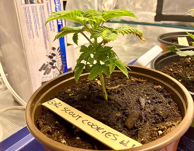 Пересадка конопли в горшки побольше Ожог листьев конопли на третьей неделе выращивания