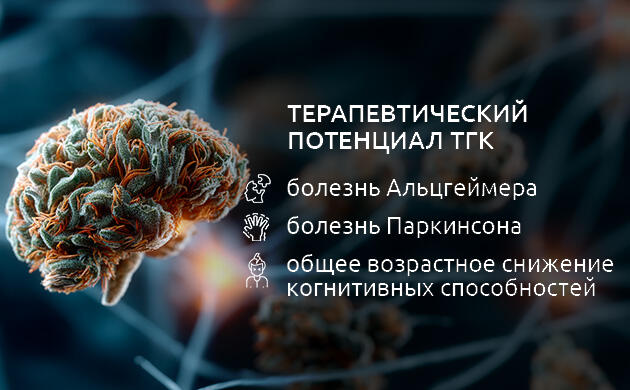 Возможное улучшение памяти и двигательных функций Каннабиноиды против старения мозга