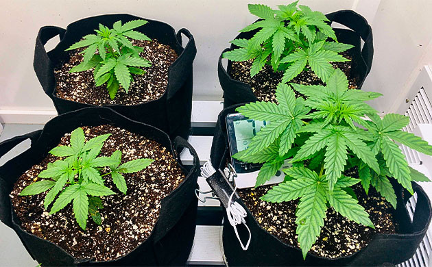 Удаление 5 деформированного куста конопли Оставшиеся 4 куста конопли