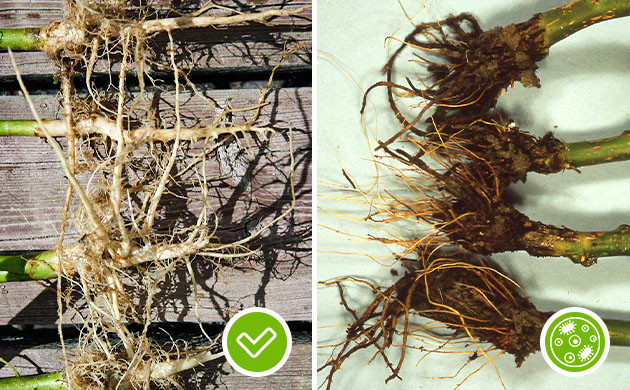 Состояние корней конопли Внешний вид здоровых и гнилых корней