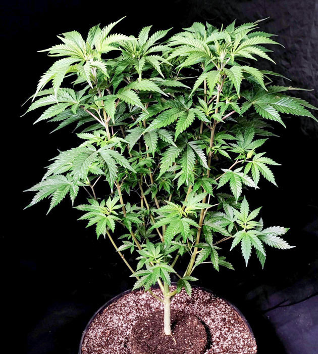 Подготовка к переходу на стадию цветения Lemon Citron Завершение вегетации на восьмой неделе Lemon Citron