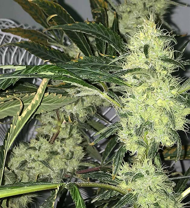 Предхарвест кустов Bruce Banner Подготовка к харвесту конопли Bruce Banner