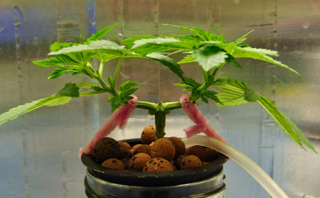 Развитие куста на 25 дне Куст на 4 неделе выращивания