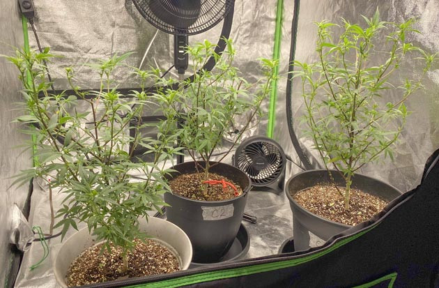 Подготовка к урожаю Blueberry Muffin Blueberry Muffin: новая фаза жизни