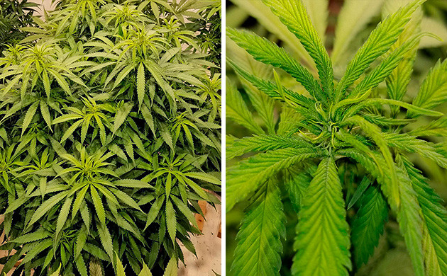 Как выросли семена конопли Amherst Sour Diesel Хорошая марихуана Amherst Sour Diesel