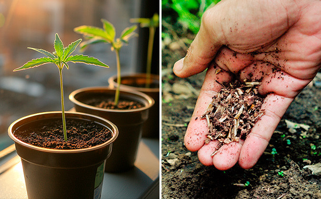 Обогащение почвы для сативы