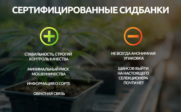 Проиводители семян каннабиса Сертифицированные сидбанки