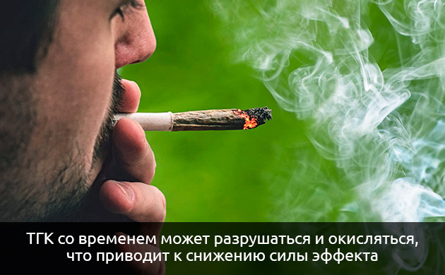 Снижение силы эффекта конопли при хранении Изменение силы каннабиса при длительном хранении