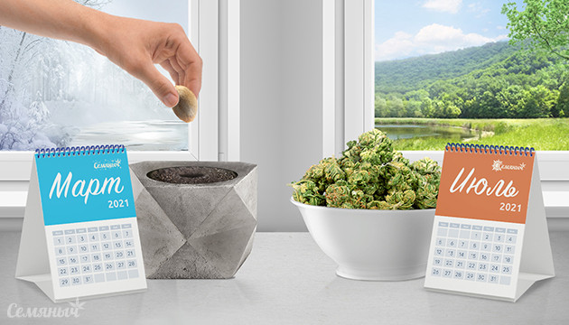 Урожай в июле Посадка семени и собранный урожай