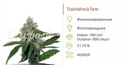 Сорт конопли TrainWreck TrainWreck fem (Green House Seeds)