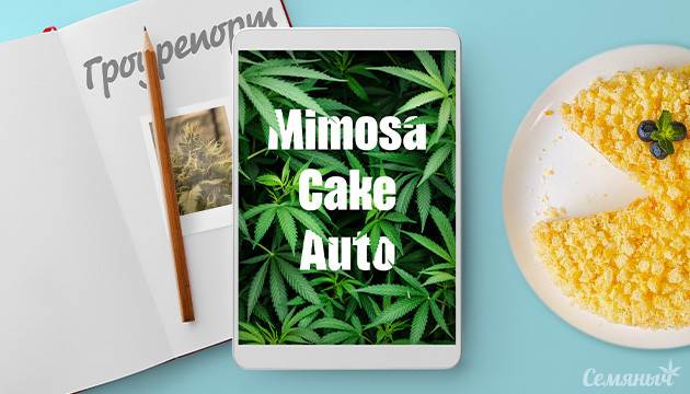 Гроурепорт сорта Mimosa Cake Auto от FastBuds