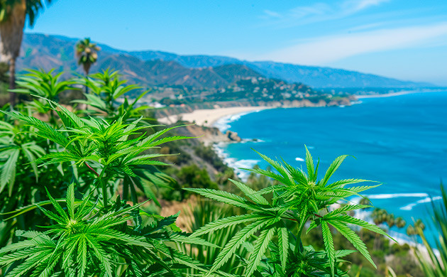 Wedding Cake: история гибрида с громким именем История сорта Wedding Cake