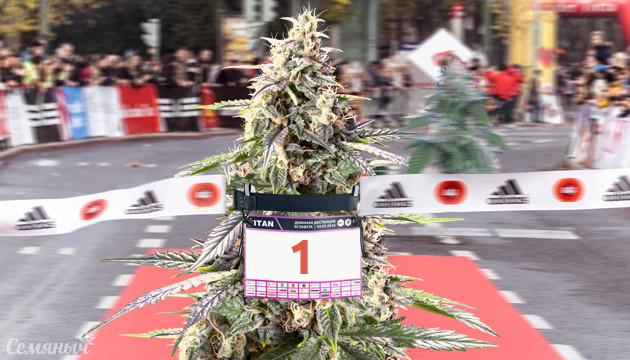 Быстрые сорта марихуаны Самые быстрые сорта конопли