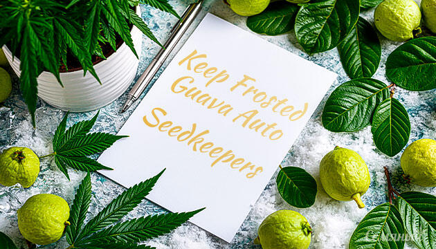Выращивание сорта марихуаны Keep Frosted Guava Autoflower от Seedkeepers Гроурепорт сорта Keep Frosted Guava Autoflower от Seedkeepers