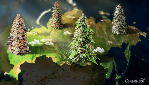 Семена конопли для всей России Сорта конопли для России