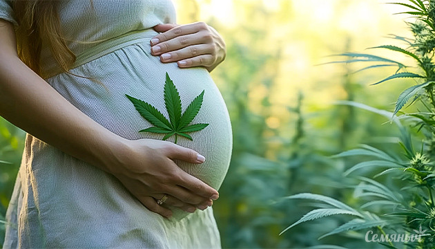 Влияние ТГК на развитие плода Как ТГК влияет на мозг зародыша