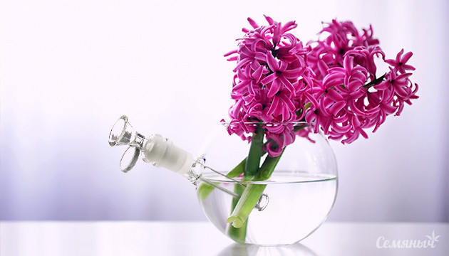 встречаем весну с ароматными сортами Сорта конопли с ароматными соцветиями