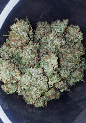 Собранный урожай после сушки Урожай Auto White Widow после сушки