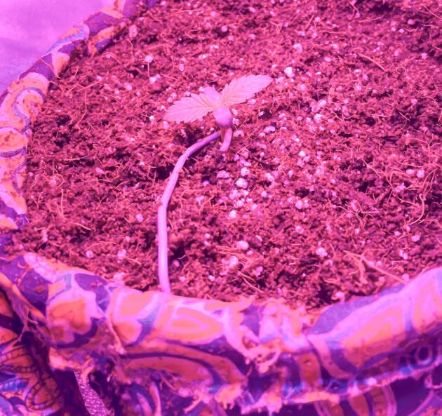 Полив марихуаны Сорт Fullgas от Green House Seeds на 1 неделе