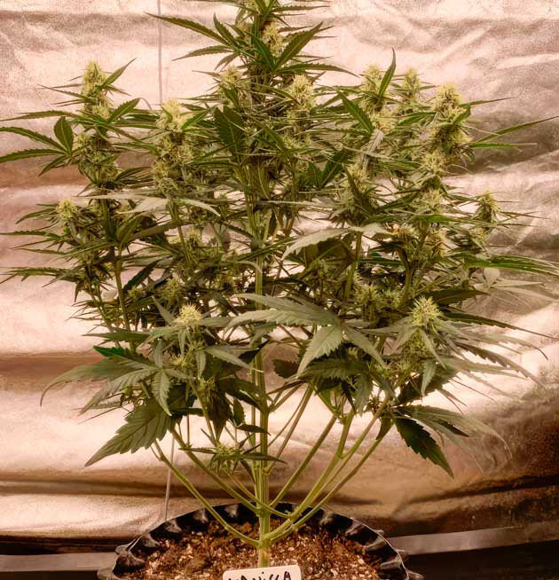 Мощный рост и крупные шишки Vanilla Latte Auto 6 неделя выращивания конопли