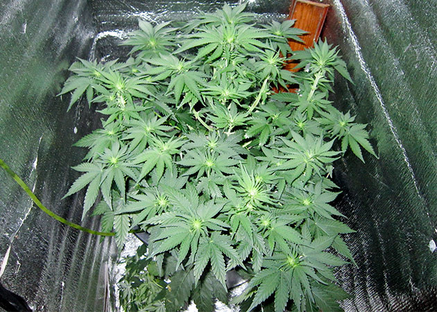 Формирование соцветий Dozy Cookies Dozy Cookies: активное формирование соцветий